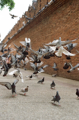 Pigeons in the street