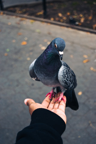 Pigeon on a hand