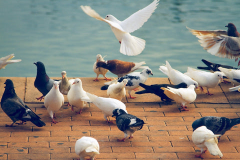 Pigeons by the sea