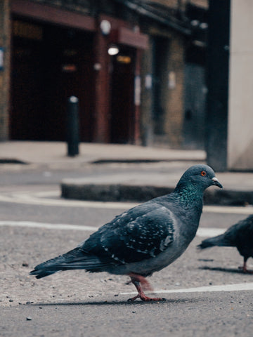 Pigeon in the street
