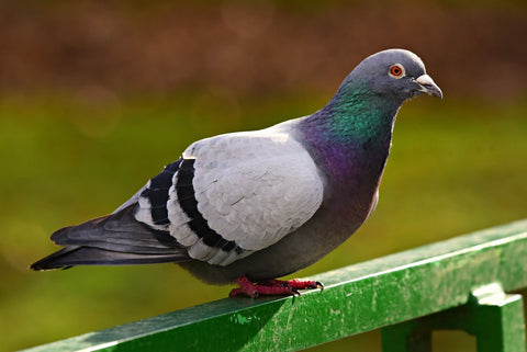 Rock Dove