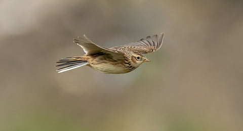 Skylark