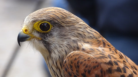 Sparrowhawk