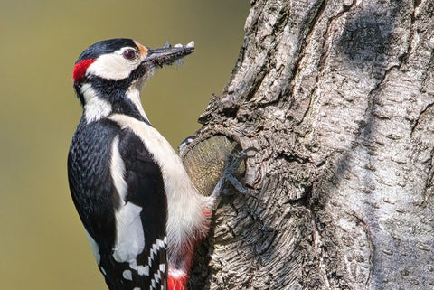 Great Spotted Woodpecker