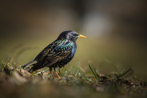 Starling