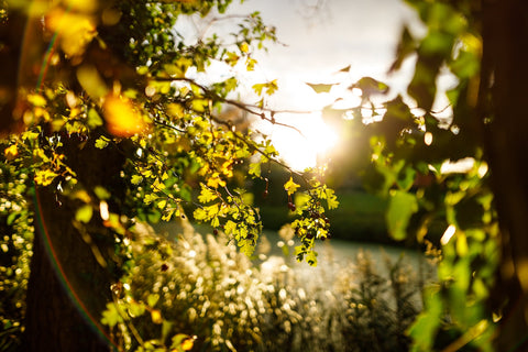 Suffolk Countryside