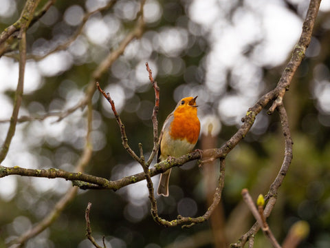 Robin