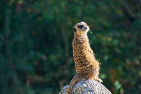 Meerkat