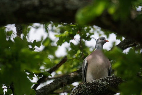 21 Facts on Wood Pigeon - Tweetapedia - Living with Birds