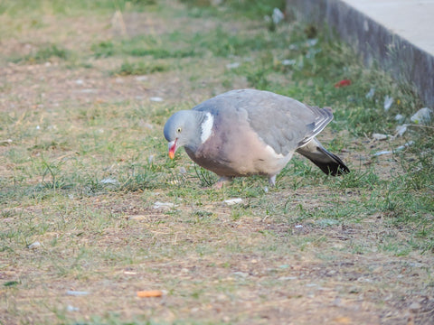 Wood Pigeon