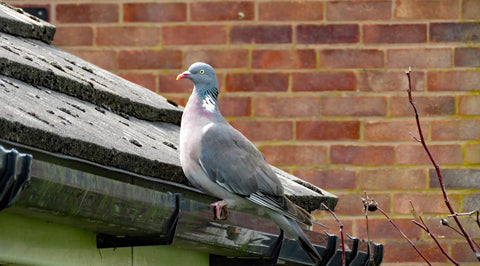 Wood Pigeon