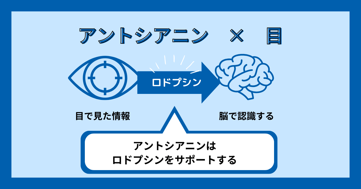 アントシアニン×目