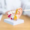 耳の解剖模型の写真