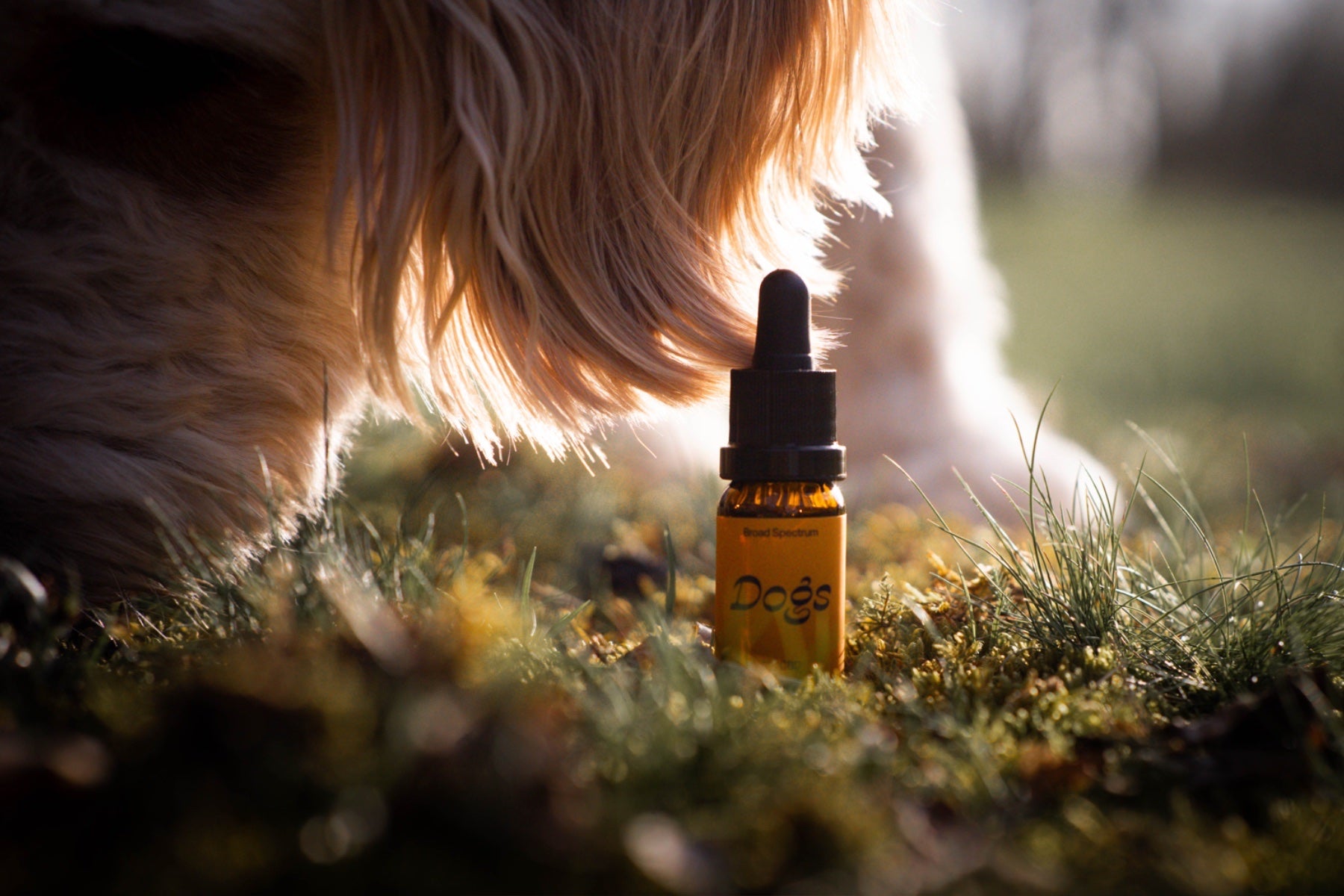 CBD-Dogs-Studien-Enzyklopaedie