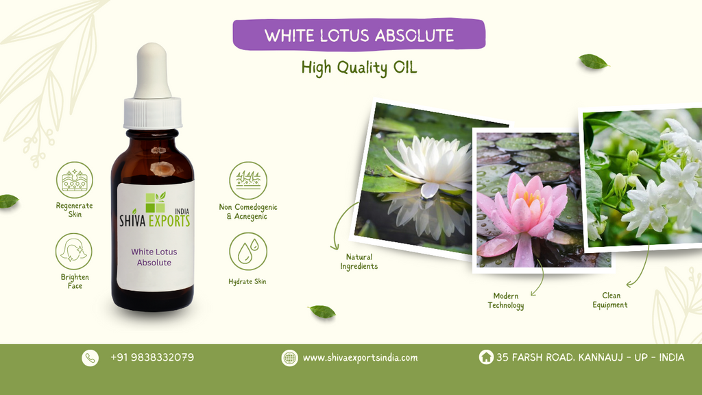 White Lotus Absolute