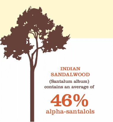 Sandalwood Oil Alpha Santalol