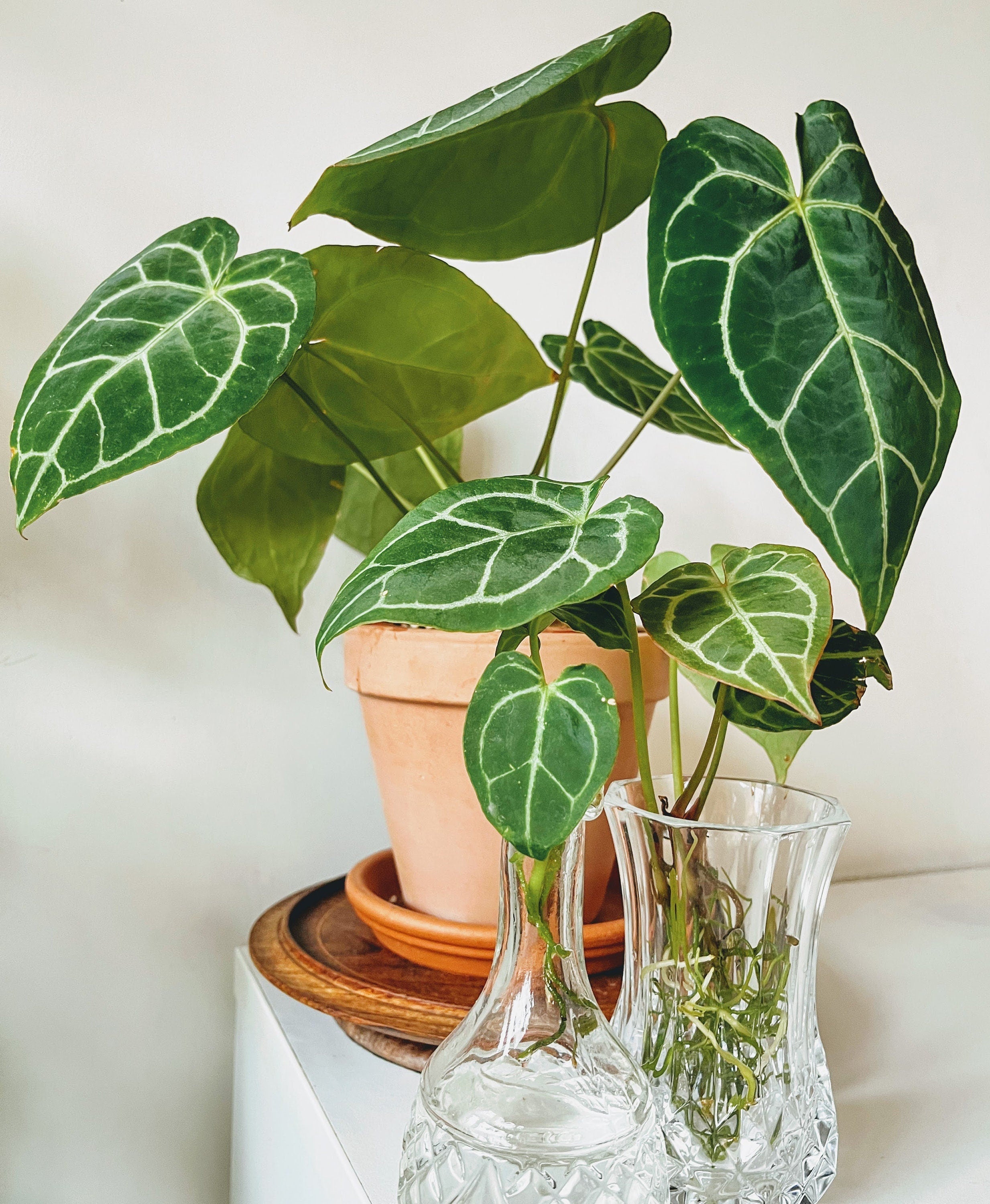 Anthurium Crystallinum – The Plant Boutique Co.