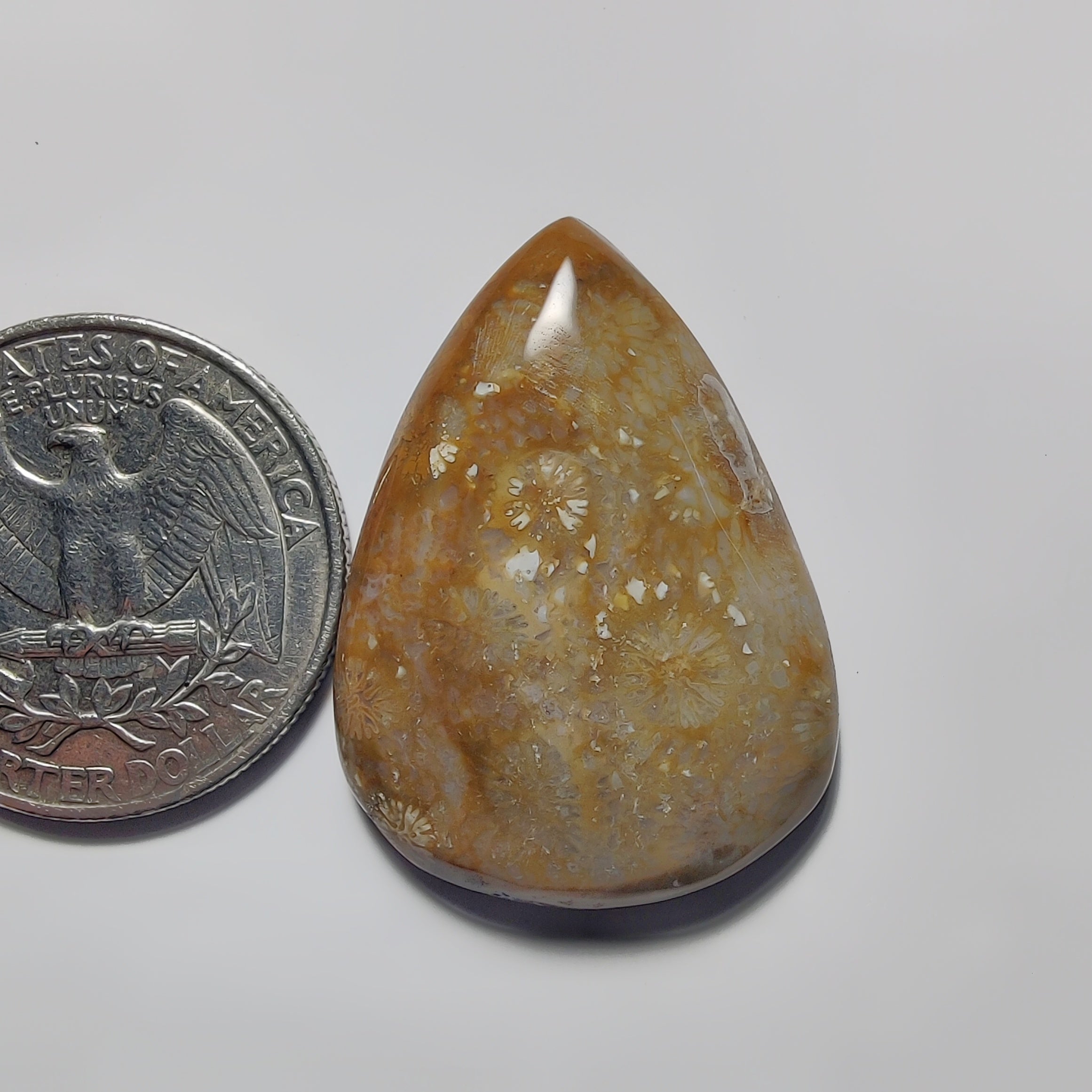 Fossil Coral