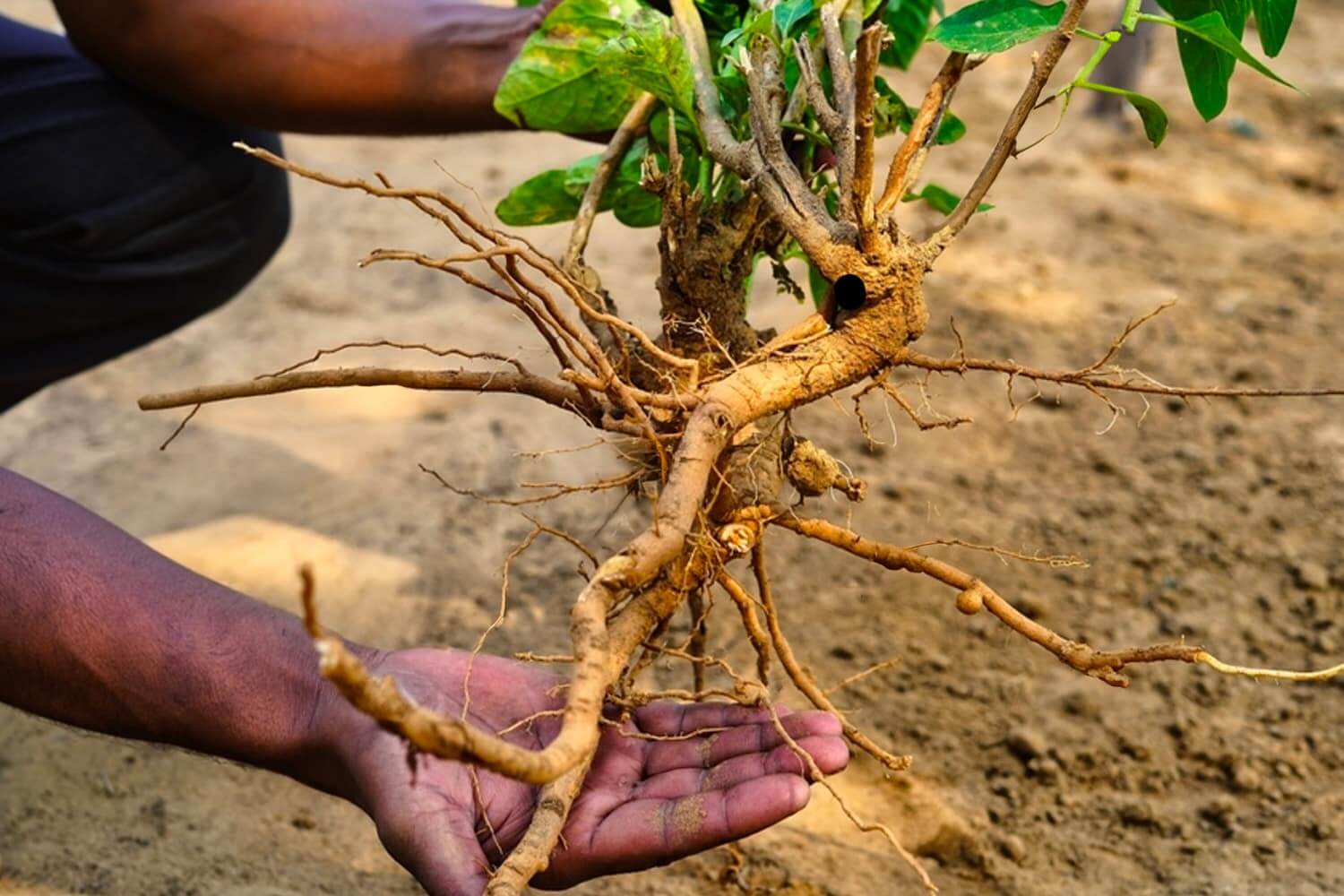Ashwagandha_Root