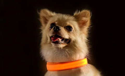 Kleiner Hund mit LED Halsband in der Farbe Orange.