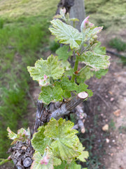 Riesling Vines