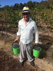 Hand picking Cabernet Sauvignon