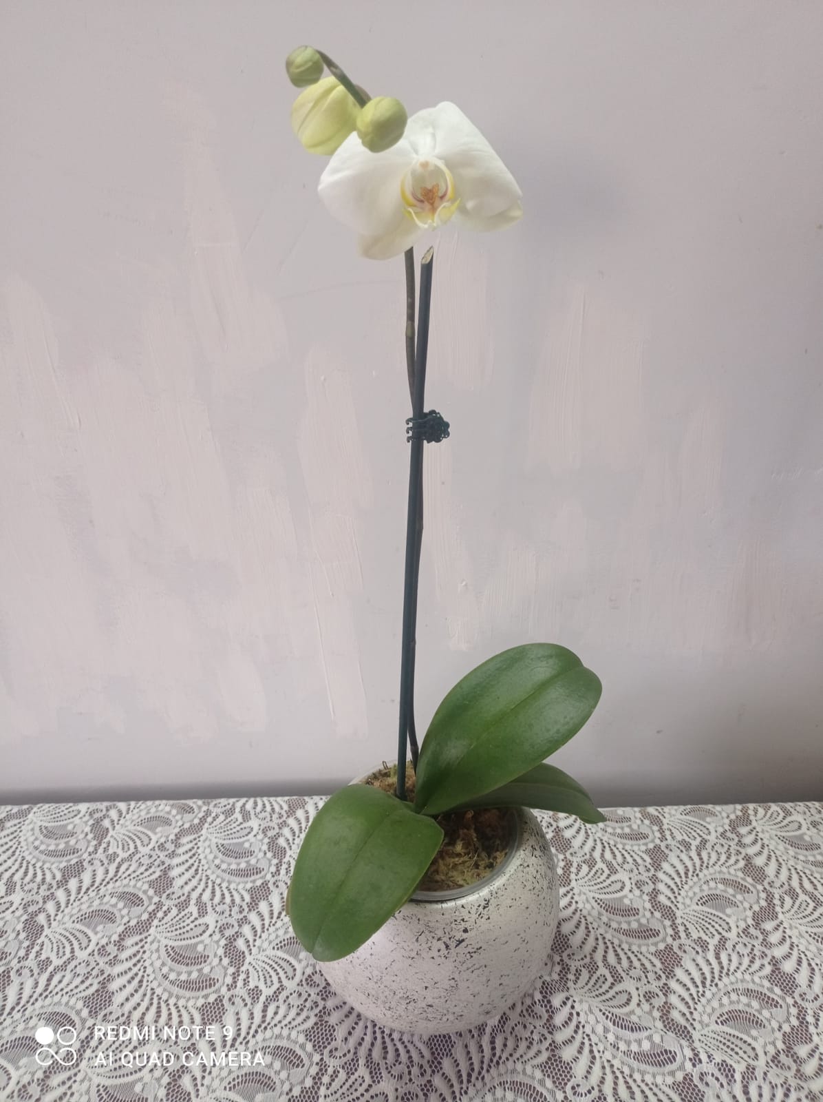 Orquídeas Blancas – Sofi Diseño Floral
