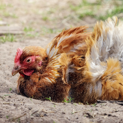 Chicken Dust Bath