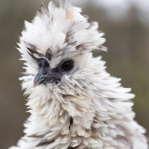 Silkies best breeds for children