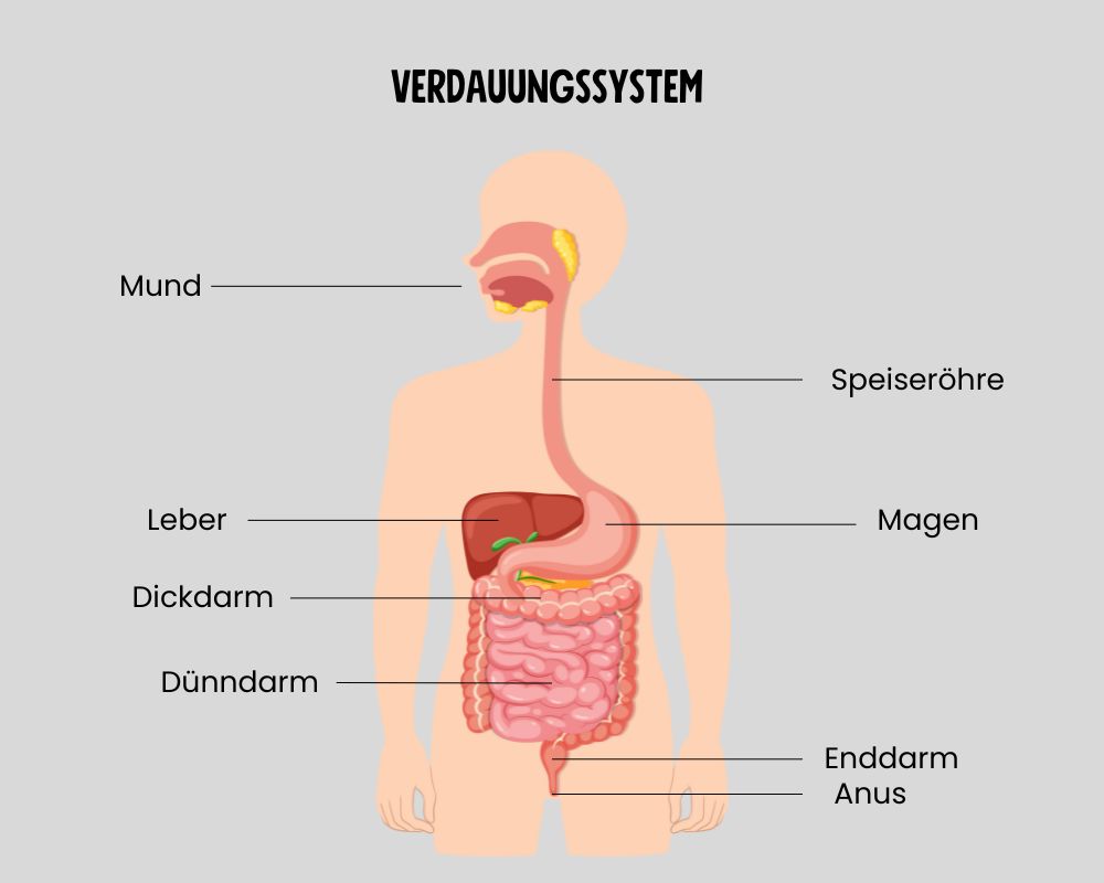 Verdauungssystem-Grafik.jpg__PID:4e3a7275-ad20-4fe5-b121-4150fc660308