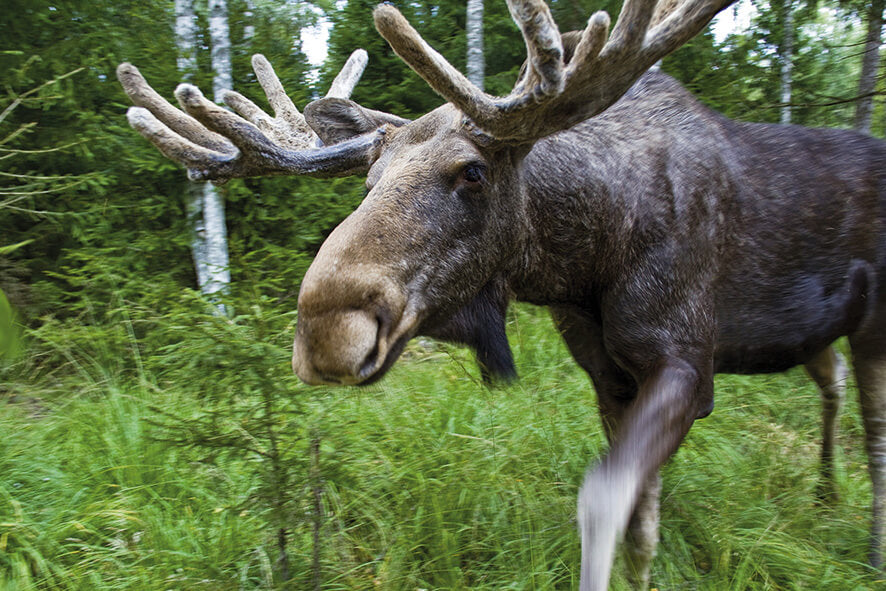 blog-maria-emitslöf-moose-1183.jpg__PID:a7c25268-fb96-49c0-bd26-5cfac544378f