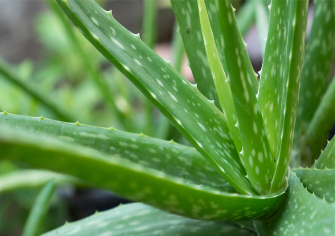 Aloe vera Schönheit aus der Wüste