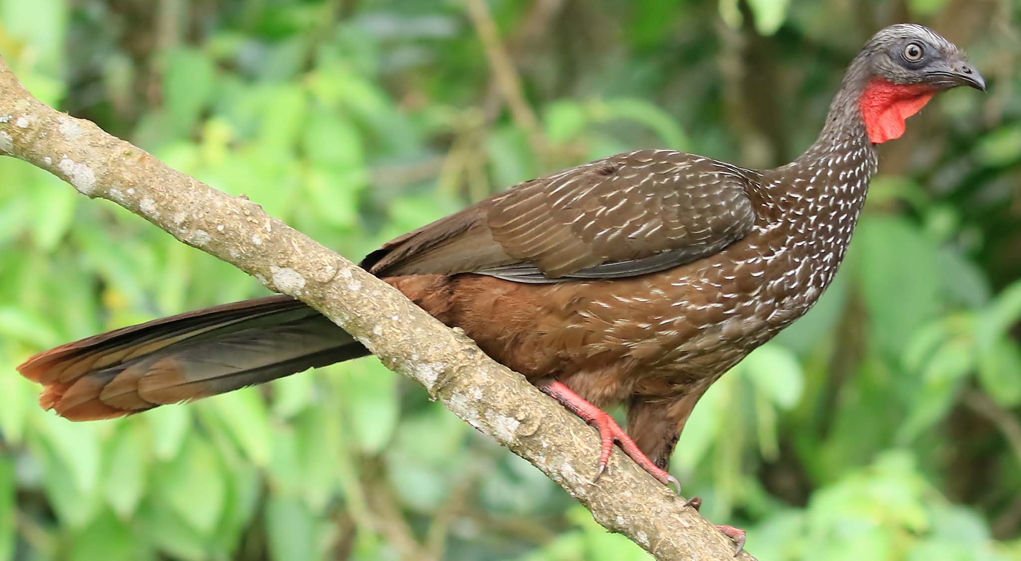 band-tailed-guan-2048-ebird