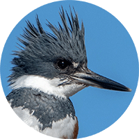 belted-kingfisher-head