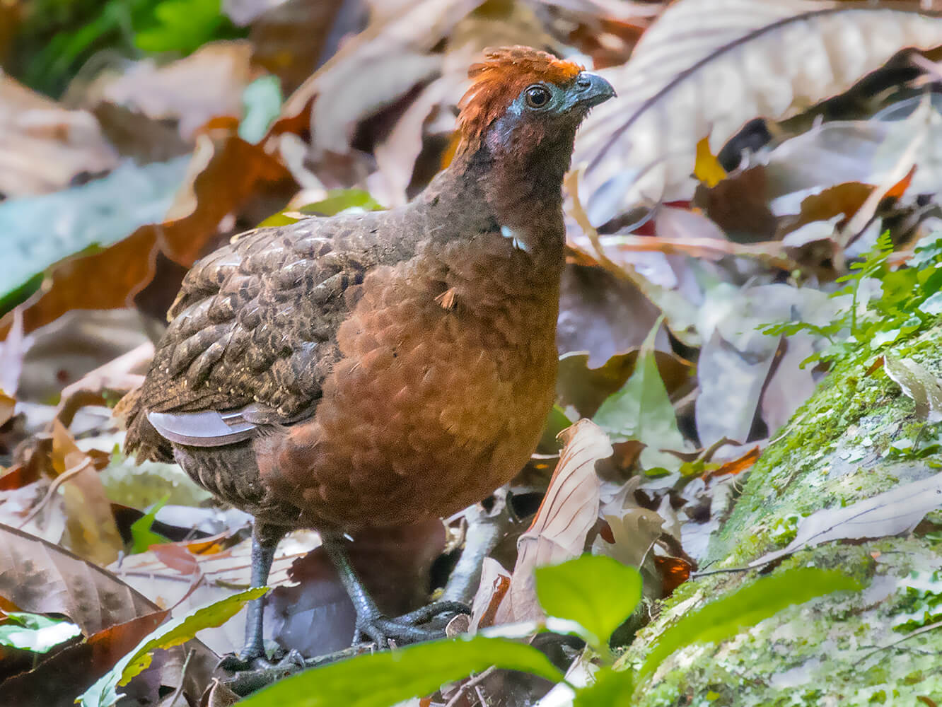 black-eared-wood-quail-1600