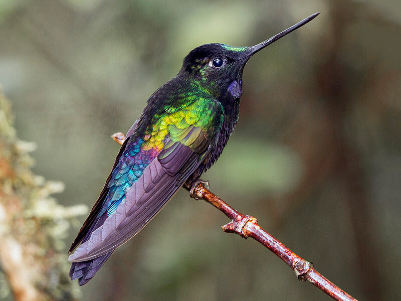 blue-throated-starfrontlet-800