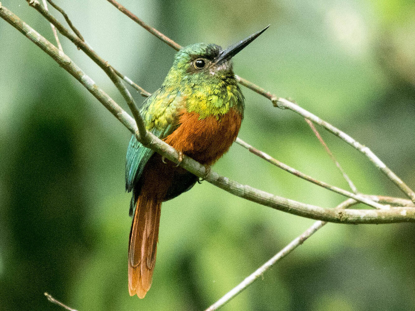 bluish-fronted-jacamar-1600