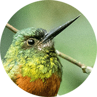 bluish-fronted-jacamar-head