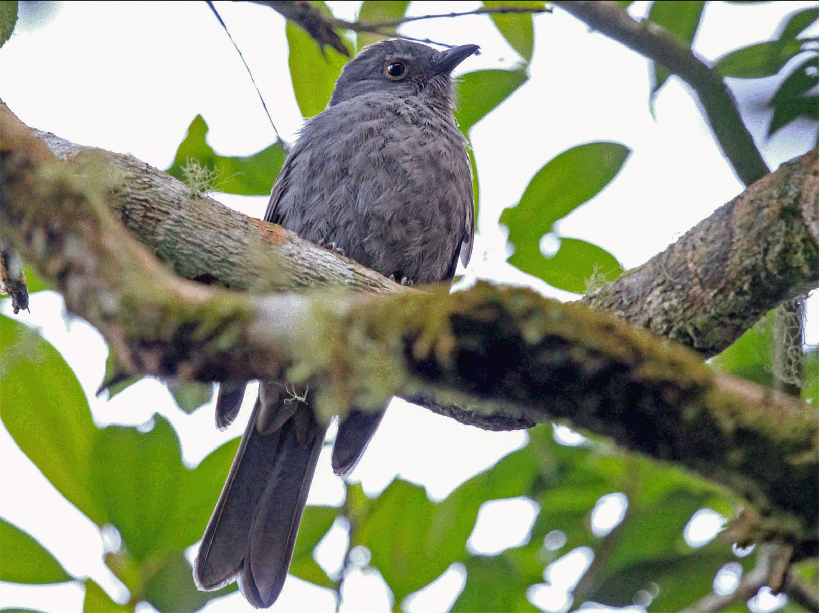 chestnut-capped-piha-1600