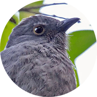 chestnut-capped-piha
