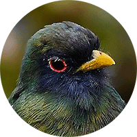 collared-trogon