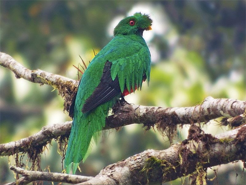 crested-quetzal-800