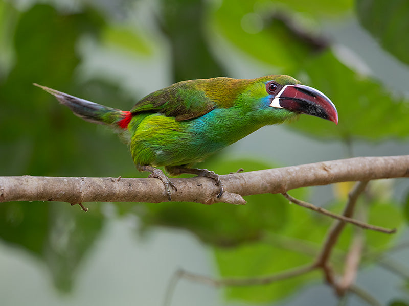 crimson-rumped-toucanet-800