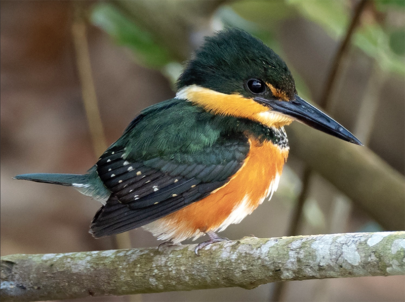 female-american-pygmy-kingfisher-800