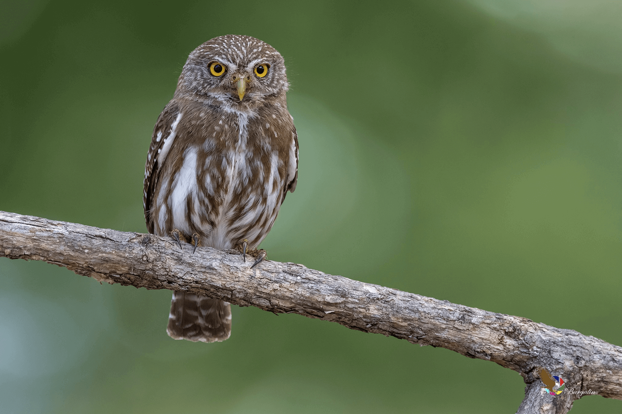 ferruginous-pygmy-owl-2000