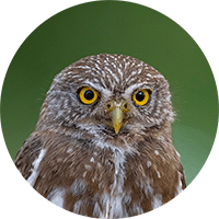 ferruginous-pygmy-owl-head
