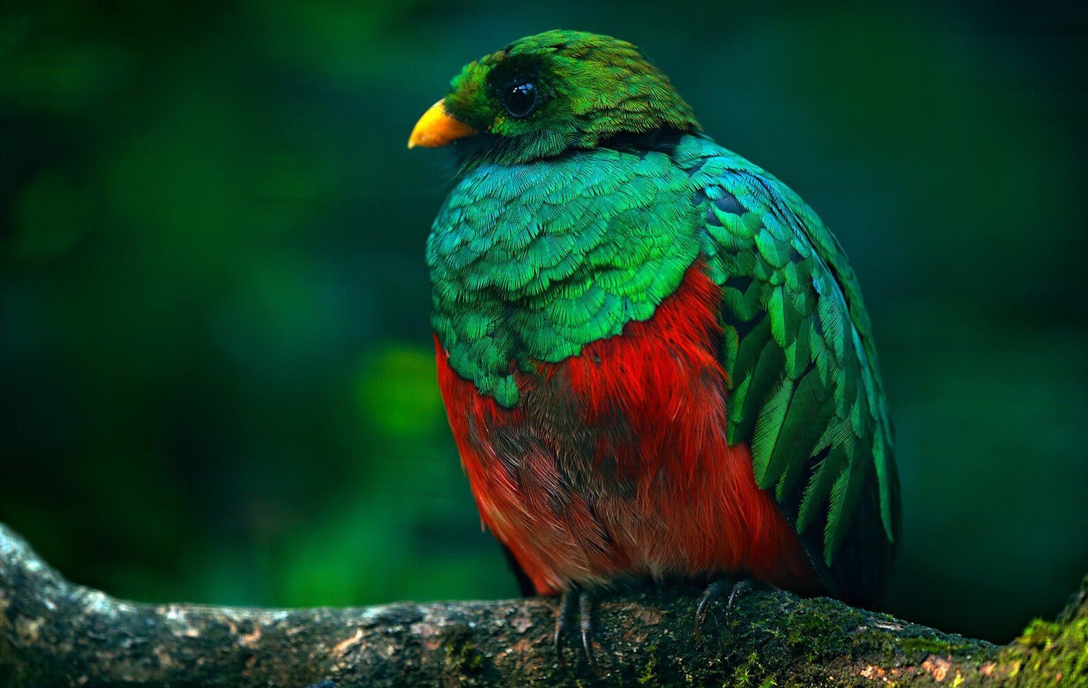 golden-headed-quetzal-1600-GettyImages-1252266111