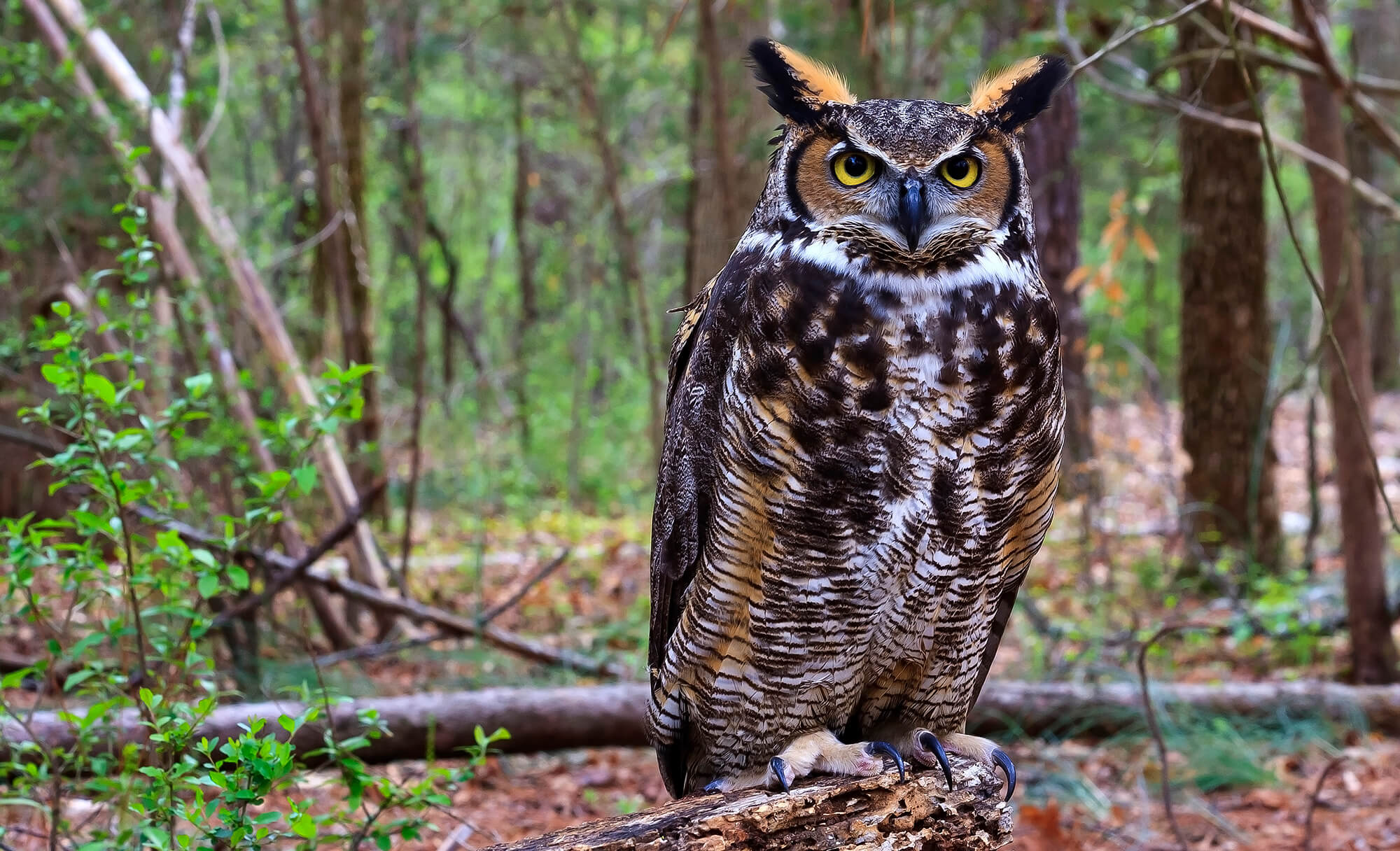 great-horned-owl-2000-GettyImages-1073322518