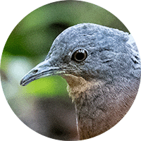 little-tinamou-head