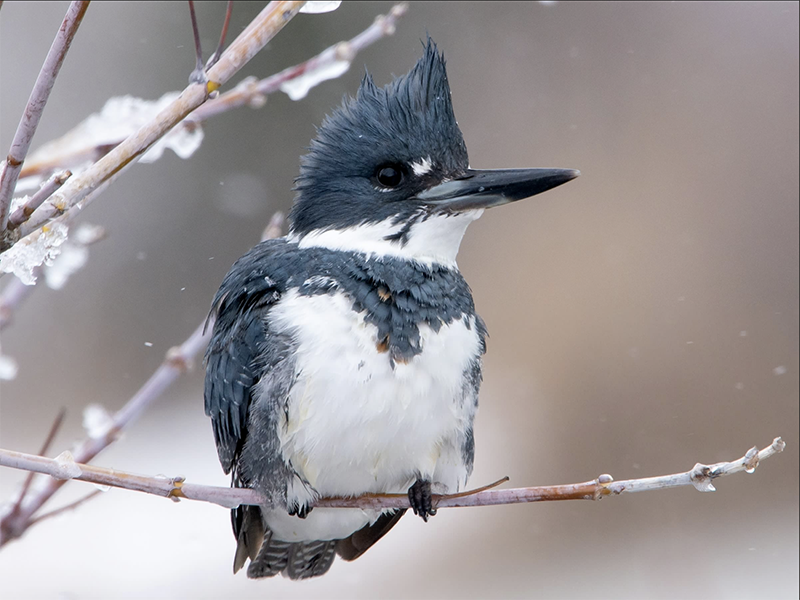 male-belted-kingfisher-800